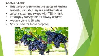 Anab-e-Shahi:
• This variety is grown in the states of Andhra
Pradesh, Punjab, Haryana and Karnataka.
• Juice is clear and sweet with TSS 14-16%.
• It is highly susceptible to downy mildew.
• Average yield is 35 t/ha.
• Mostly used for table purpose.
 