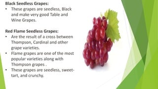 Black Seedless Grapes:
• These grapes are seedless, Black
and make very good Table and
Wine Grapes.
Red Flame Seedless Grapes:
• Are the result of a cross between
Thompson, Cardinal and other
grape varieties.
• Flame grapes are one of the most
popular varieties along with
Thompson grapes .
• These grapes are seedless, sweet-
tart, and crunchy.
 