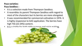 Pusa varieties:
Pusa Seedless :
• It is a selection made from Thompson Seedless.
• It resembles its parent Thompson Seedless with regard to
most of the characters but its berries are more elongated.
• It was recommended for commercial cultivation in 1976. It
is highly responsive to GA3 application. The berries have
high TSS (22-24%) content.
• It is suitable for both table purpose and raisin making.
 