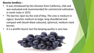 Beauty Seedless :
• It was introduced by this Division from California, USA and
was evaluated and recommended for commercial cultivation
in north India in 1972.
• The berries ripen by the end of May. The vine is medium in
vigour; bunches medium to large, long shouldered and
compact with bluish-black coloured, spherical, medium sized
berries.
• It is a prolific bearer but the keeping quality is very low.
 