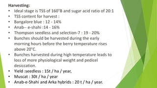 Harvesting:
• Ideal stage is TSS of 160°B and sugar acid ratio of 20:1
• TSS content for harvest :
• Bangalore blue : 12 - 14%
• Anab-- e-shahi :14 - 16%
• Thompson seedless and selection-7 : 19 - 20%
• Bunches should be harvested during the early
morning hours before the berry temperature rises
above 20°C.
• Bunches harvested during high temperature leads to
loss of more physiological weight and pedicel
desiccation.
• Yield :seedless : 15t / ha / year,
• Muscat : 30t / ha / year
• Anab-e-Shahi and Arka hybrids : 20 t / ha / year.
 