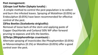 Pest management:
1)Grape Leaf Roller (Sylepta lunalis) :
A simple method to control the pest population is to collect
and burn the infested leaves. Spraying of Malathion (0.05%) or
Endosulphan (0.05%) have been recommended for effective
control of the pest.
2)Flea Beetles (Scelodonta strigicollis):
Removal of loose bark of the stem and applying paste of
Copper Oxychloride and Carbaryl 50% WP after forward
pruning to exposes and kills the beetles.
3)Thrips (Rhipiphorothrips cruentauis) :
Alternate spraying of insecticides like Phosphamidon (0.05%)
or Monocrotophos (0.1%) or Malathion (0.05%) offer a good
control over the pest.
.
 