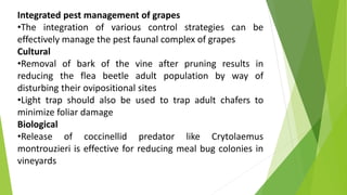 Integrated pest management of grapes
•The integration of various control strategies can be
effectively manage the pest faunal complex of grapes
Cultural
•Removal of bark of the vine after pruning results in
reducing the flea beetle adult population by way of
disturbing their ovipositional sites
•Light trap should also be used to trap adult chafers to
minimize foliar damage
Biological
•Release of coccinellid predator like Crytolaemus
montrouzieri is effective for reducing meal bug colonies in
vineyards
 