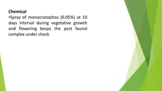 Chemical
•Spray of monocrotophos (0.05%) at 10
days interval during vegetative growth
and flowering keeps the pest faunal
complex under check
 