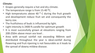 Climate:
• Grapes generally require a hot and dry climate.
• The temperature range is from 15-40 ⁰C.
• High temperatures above 40 ⁰ C during the fruit growth
and development reduce fruit set and consequently the
berry size.
• The fruitfulness of buds is influenced by light.
• Light intensity Is 2400 ft.candle for optimum growth
• It is most successfully grown at elevations ranging from
200-250m above mean sea level .
• Area with annual rainfall not exceeding 900mm well
distributed throughout the year is ideal.rainfall during
flowering and fruit ripening is not favourable as it leads to
the spread of downy mildew disease.
 