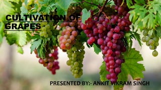 PRESENTED BY:- ANKIT VIKRAM SINGH
CULTIVATION OF
GRAPES
 