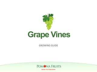 of 12CreationMattersYour company slogan here
Contact us
123 Your Company Address, City, State 123456
Phone: 123-456-7890 | emailaddress@yourdomain.com
Grape Vines
GROWING GUIDE
 