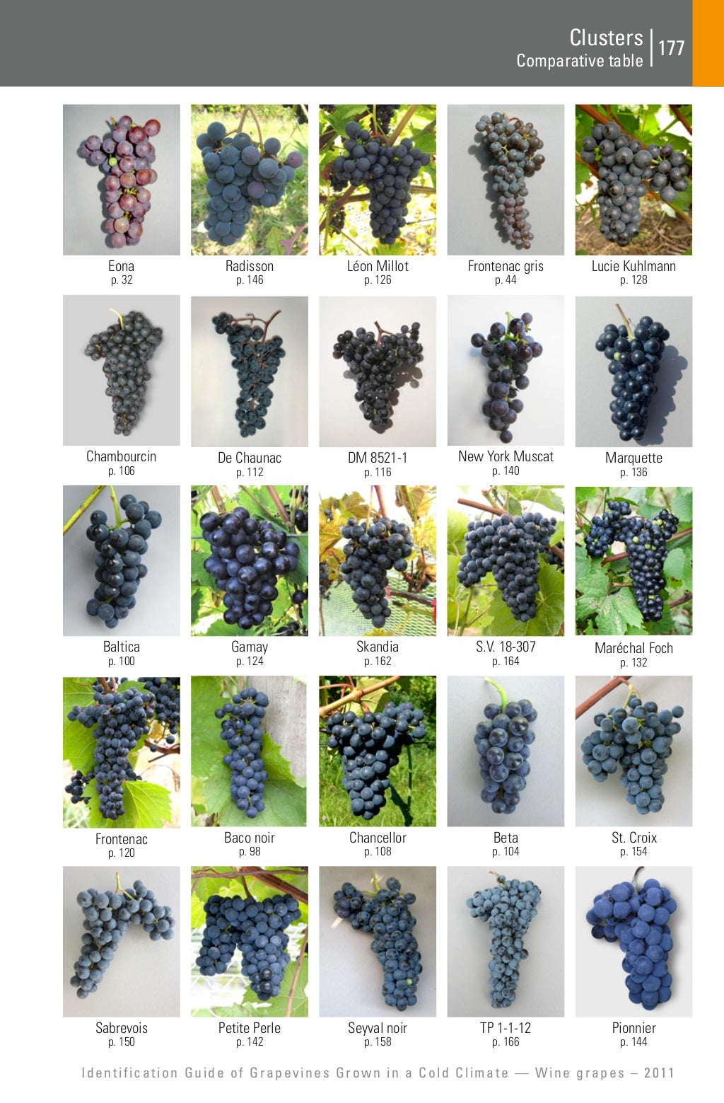 Identification guide of Grapevines Grown in a Cold Climate Wine gra…