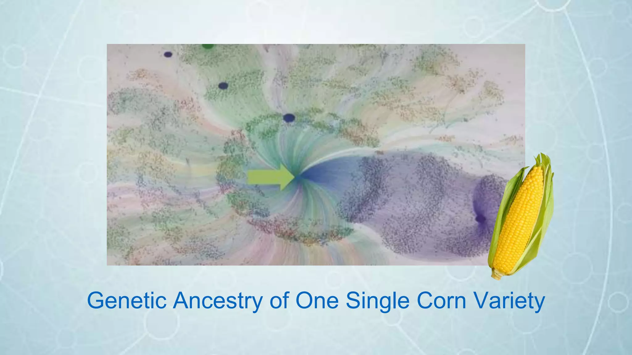 Genetic Ancestry of One Single Corn Variety
 