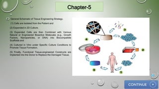 Chapter-5
30
 General Schematic of Tissue Engineering Strategy.
(1) Cells are Isolated from the Patient and
(2) Expanded in 2D Culture.
(3) Expanded Cells are then Combined with Various
Natural or Engineered Bioactive Molecules (e.g., Growth
Factors, Nanoparticles, or DNA) into Biocompatible
Scaffolds and
(4) Cultured in Vitro under Specific Culture Conditions to
Promote Tissue Formation.
(5) Finally, Functional Tissue-engineered Constructs are
Implanted into the Donor to Replace the Damaged Tissue.
 