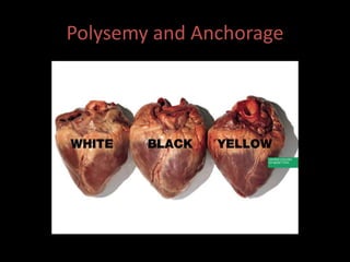 Polysemy and Anchorage 
 