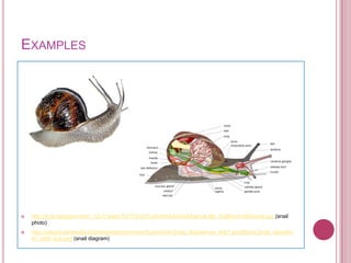 EXAMPLES




   http://4.bp.blogspot.com/_1DJYJashoT0/TTdXjiYCgKI/AAAAAAAAEtw/vyLMb_XaBKw/s1600/snail.jpg (snail
    photo)
   http://upload.wikimedia.org/wikipedia/commons/thumb/4/4e/Snail_diagram-en_edit1.svg/660px-Snail_diagram-
    en_edit1.svg.png (snail diagram)
 