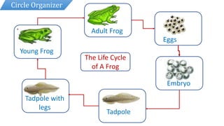 Circle Organizer
The Life Cycle
of A Frog
Eggs
Tadpole
Tadpole with
legs
Embryo
Young Frog
Adult Frog
 