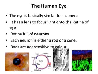 The Human Eye The eye is basically similar to a camera It has a lens to focus light onto the Retina of eye Retina full of  neurons Each neuron is either a rod or a cone. Rods are not sensitive to colour. 