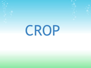 CROP
 