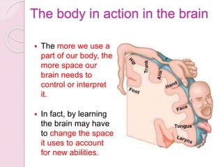  The more we use a
part of our body, the
more space our
brain needs to
control or interpret
it.
 In fact, by learning
the brain may have
to change the space
it uses to account
for new abilities.
The body in action in the brain
 