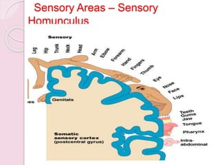 Sensory Areas – Sensory
Homunculus
Figure 13.10
 