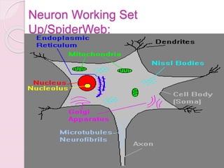 Neuron Working Set
Up/SpiderWeb:
 