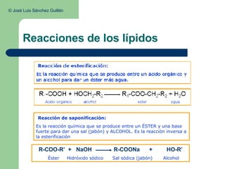 Reacciones de los lípidos Reacción de saponificación: Es la reacción química que se produce entre un ÉSTER y una base fuerte para dar una sal (jabón) y ALCOHOL. Es la reacción inversa a la esterificación ©  José Luis Sánchez Guillén  R-COO-R’  +  NaOH  R-COONa  +  HO-R’ Éster  Hidróxido sódico  Sal sódica (jabón)  Alcohol 