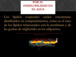 POR SU
INSOLUBILIDAD EN
EL AGUA

Los lípidos corporales suelen encontrarse
distribuidos en compartimientos, como es el caso
de los lípidos relacionados con la membrana y de
las gotitas de triglicérido en los adipocitos.

 