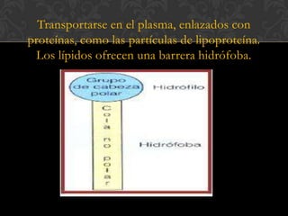 Transportarse en el plasma, enlazados con
proteínas, como las partículas de lipoproteína.
Los lípidos ofrecen una barrera hidrófoba.

 