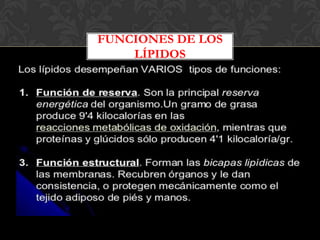 FUNCIONES DE LOS
LÍPIDOS

 