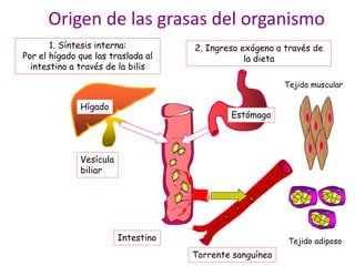 Origen de las grasas del organismo
1. Síntesis interna:
Por el hígado que las traslada al
intestino a través de la bilis
2. Ingreso exógeno a través de
la dieta
Estómago
Hígado
Torrente sanguíneo
Intestino
Vesícula
biliar
Tejido muscular
Tejido adiposo
 