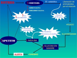 ESTRES CORTISOL
ADRENALINA
NORADRENALINA
Ef. catabólico Liberación de
aminoácidos
por el músculo
Liberación
Ácidos grasos
HÍGADO
GLUCONEOGENSIS
GLUCOSA EN
SANGRE
INSULINA
CEREBROALERTA
APETITO
Disminución
en la lipólisis
• Sd. Metabólico
• Resistencia a la insulina
Peso
Grasa abdominal
 