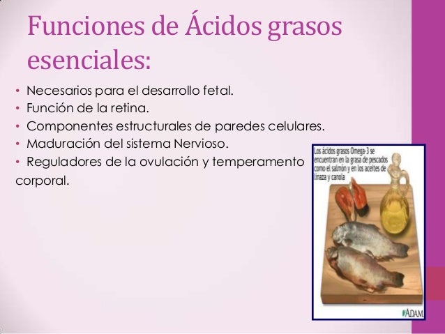Grasas nutricion