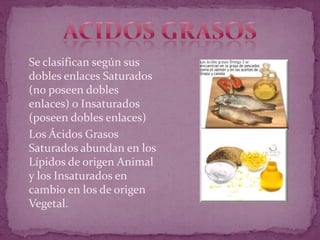  Se clasifican según sus
dobles enlaces Saturados
(no poseen dobles
enlaces) o Insaturados
(poseen dobles enlaces)
 Los Ácidos Grasos
Saturados abundan en los
Lípidos de origen Animal
y los Insaturados en
cambio en los de origen
Vegetal.
 