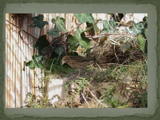 Graspieper powerpoint