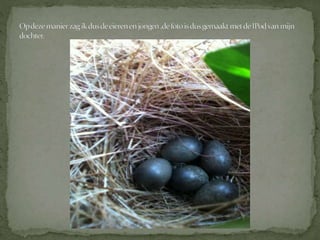 Graspieper powerpoint