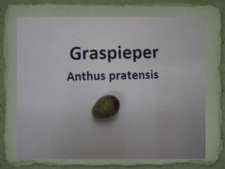 Graspieper powerpoint