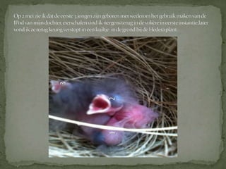 Graspieper powerpoint