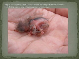 Graspieper powerpoint