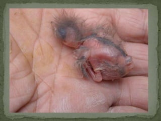 Graspieper powerpoint