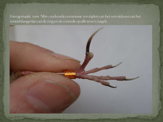 Graspieper powerpoint