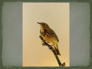 Graspieper powerpoint