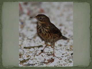 Graspieper powerpoint