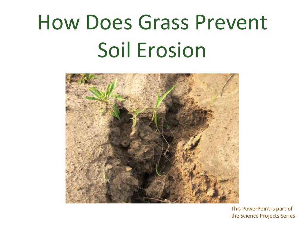 How does grass prevent soil erosion?