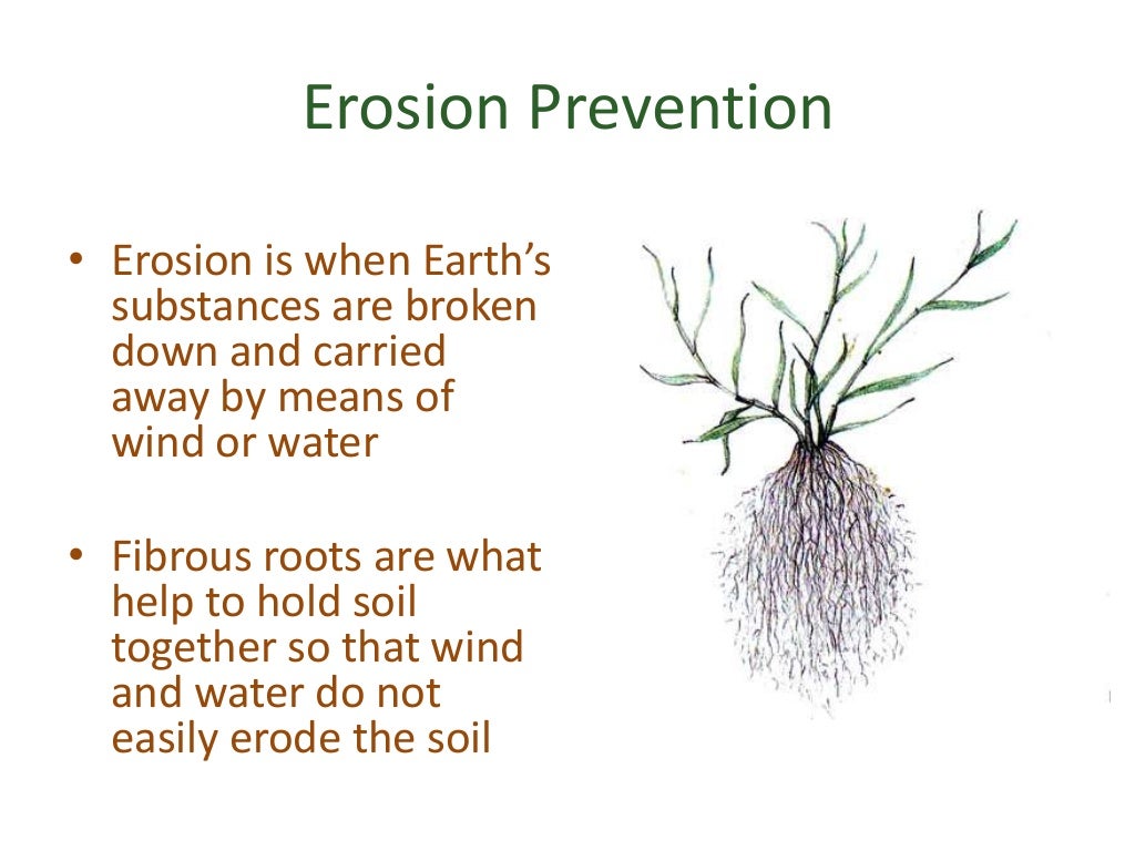 How does grass prevent soil erosion?