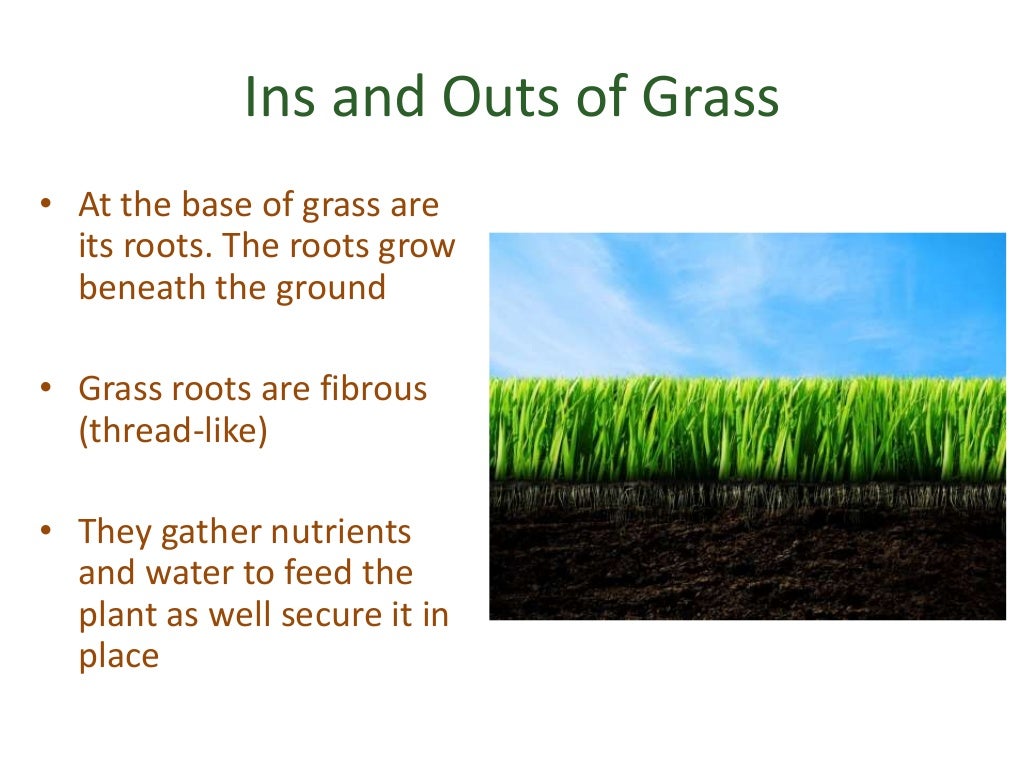 How does grass prevent soil erosion?
