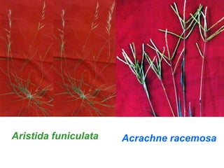 Aristida funiculata Acrachne racemosa
 