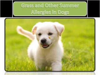 Grass and Other Summer Allergies in Dogs 