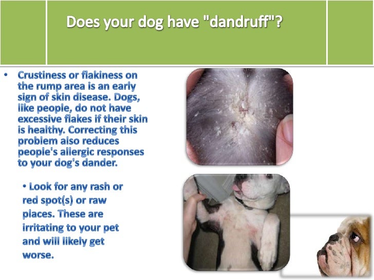 Grass and Other Summer Allergies in Dogs