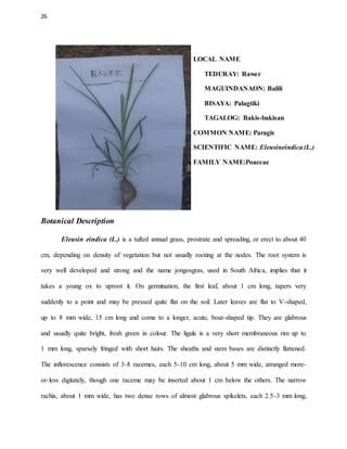 26
LOCAL NAME
TEDURAY: Rawer
MAGUINDANAON: Balili
BISAYA: Palagtiki
TAGALOG: Bakis-bakisan
COMMON NAME: Paragis
SCIENTIFIC NAME: Eleusineindica (L.)
FAMILY NAME:Poaceae
Botanical Description
Eleusin eindica (L.) is a tufted annual grass, prostrate and spreading, or erect to about 40
cm, depending on density of vegetation but not usually rooting at the nodes. The root system is
very well developed and strong and the name jongosgras, used in South Africa, implies that it
takes a young ox to uproot it. On germination, the first leaf, about 1 cm long, tapers very
suddenly to a point and may be pressed quite flat on the soil. Later leaves are flat to V-shaped,
up to 8 mm wide, 15 cm long and come to a longer, acute, boat-shaped tip. They are glabrous
and usually quite bright, fresh green in colour. The ligule is a very short membraneous rim up to
1 mm long, sparsely fringed with short hairs. The sheaths and stem bases are distinctly flattened.
The inflorescence consists of 3-8 racemes, each 5-10 cm long, about 5 mm wide, arranged more-
or-less digitately, though one raceme may be inserted about 1 cm below the others. The narrow
rachis, about 1 mm wide, has two dense rows of almost glabrous spikelets, each 2.5-3 mm long,
 