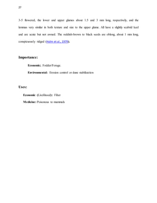 27
3-5 flowered, the lower and upper glumes about 1.5 and 3 mm long, respectively, and the
lemmas very similar in both texture and size to the upper glume. All have a slightly scabrid keel
and are acute but not awned. The reddish-brown to black seeds are oblong, about 1 mm long,
conspicuously ridged (Holm et al., 1979).
Importance:
Economic; Fodder/Forage.
Environmental: Erosion control or dune stabilization
Uses:
Economic (Livelihood): Fiber
Medicine: Poisonous to mammals
 