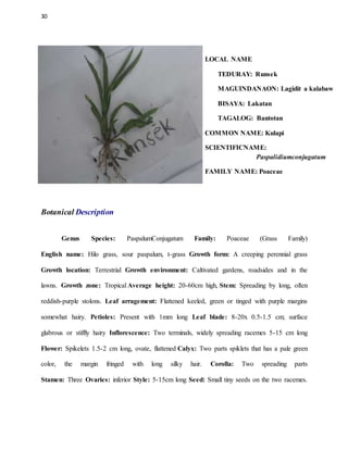30
LOCAL NAME
TEDURAY: Runsek
MAGUINDANAON: Lagidit a kalabaw
BISAYA: Lakatan
TAGALOG: Bantotan
COMMON NAME: Kulapi
SCIENTIFICNAME:
Paspalidiumconjugatum
FAMILY NAME: Poaceae
Botanical Description
Genus Species: PaspalumConjugatum Family: Poaceae (Grass Family)
English name: Hilo grass, sour paspalum, t-grass Growth form: A creeping perennial grass
Growth location: Terrestrial Growth environment: Caltivated gardens, roadsides and in the
lawns. Growth zone: Tropical Average height: 20-60cm high, Stem: Spreading by long, often
reddish-purple stolons. Leaf arragement: Flattened keeled, green or tinged with purple margins
somewhat hairy. Petioles: Present with 1mm long Leaf blade: 8-20x 0.5-1.5 cm; surface
glabrous or stiffly hairy Inflorescence: Two terminals, widely spreading racemes 5-15 cm long
Flower: Spikelets 1.5-2 cm long, ovate, flattened Calyx: Two parts spiklets that has a pale green
color, the margin fringed with long silky hair. Corolla: Two spreading parts
Stamen: Three Ovaries: inferior Style: 5-15cm long Seed: Small tiny seeds on the two racemes.
 