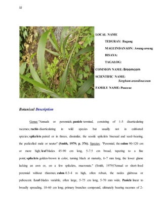 32
LOCAL NAME
TEDURAY: Bagang
MAGUINDANAON: Awang-awang
BISAYA:
TAGALOG:
COMMON NAME: Broomcorn
SCIENTIFIC NAME:
Sorghum arundinaceum
FAMILY NAME: Poaceae
Botanical Description
Genus: "Annuals or perennials; panicle terminal, consisting of 1-5 disarticulating
racemes; rachis disarticulating in wild species but usually not in cultivated
species; spikelets paired or in threes, dissimilar, the sessile spikelets bisexual and seed-bearing,
the pedicelled male or neuter" (Smith, 1979; p. 376). Species: "Perennial, the culms 90-120 cm
or more high; leaf blades 45-90 cm long, 5-7.5 cm broad, tapering to a fine
point; spikelets golden-brown in color, turning black at maturity, 6-7 mm long, the lower glume
lacking an awn or, on a few spikelets, mucronate." (Smith, 1979)"Annual or short-lived
perennial without rhizomes; culms 0.3-4 m high, often robust, the nodes glabrous or
pubescent. Leaf-blades variable, often large, 5-75 cm long, 5-70 mm wide. Panicle linear to
broadly spreading, 10-60 cm long; primary branches compound, ultimately bearing racemes of 2-
 