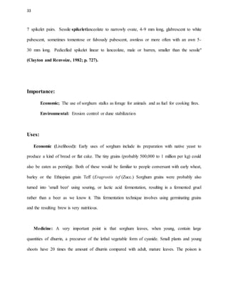 33
7 spikelet pairs. Sessile spikeletlanceolate to narrowly ovate, 4-9 mm long, glabrescent to white
pubescent, sometimes tomentose or fulvously pubescent, awnless or more often with an awn 5-
30 mm long. Pedicelled spikelet linear to lanceolate, male or barren, smaller than the sessile"
(Clayton and Renvoize, 1982; p. 727).
Importance:
Economic; The use of sorghum stalks as forage for animals and as fuel for cooking fires.
Environmental: Erosion control or dune stabilization
Uses:
Economic (Livelihood): Early uses of sorghum include its preparation with native yeast to
produce a kind of bread or flat cake. The tiny grains (probably 500,000 to 1 million per kg) could
also be eaten as porridge. Both of these would be familiar to people conversant with early wheat,
barley or the Ethiopian grain Teff (Eragrostis tef (Zucc.) Sorghum grains were probably also
turned into 'small beer' using souring, or lactic acid fermentation, resulting in a fermented gruel
rather than a beer as we know it. This fermentation technique involves using germinating grains
and the resulting brew is very nutritious.
Medicine: A very important point is that sorghum leaves, when young, contain large
quantities of dhurrin, a precursor of the lethal vegetable form of cyanide. Small plants and young
shoots have 20 times the amount of dhurrin compared with adult, mature leaves. The poison is
 